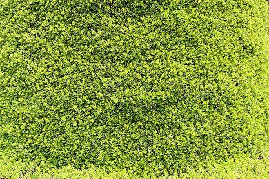 《幻兽帕鲁》联动《ULTRAKILL》 风格迥异再融合